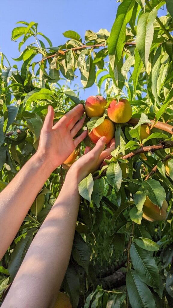 person holding green and red apple fruit