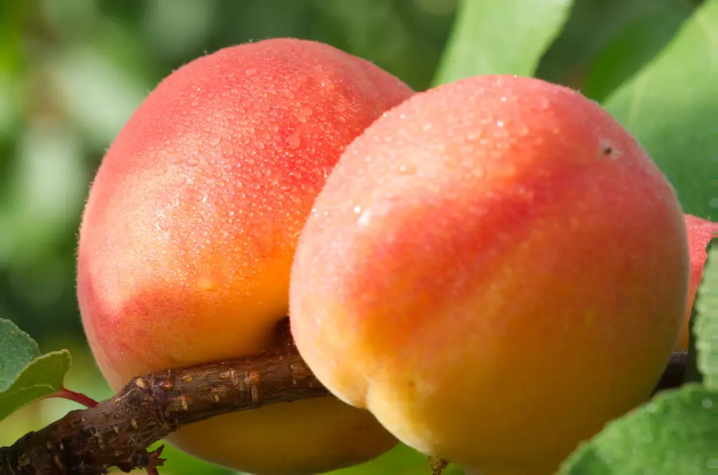 Fruits abricots Andros Ingredients