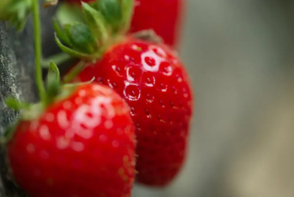 Fruits fraises Andros Ingredients