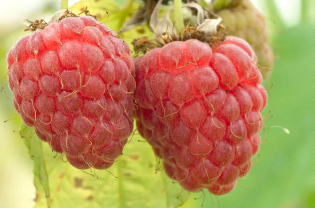 Fruits framboises Andros Ingredients